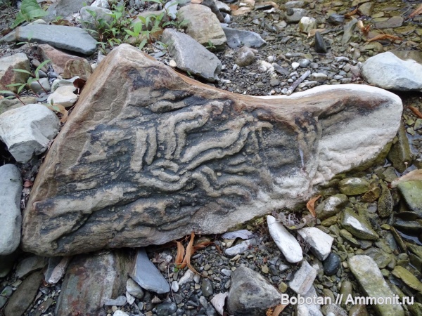 мел, мезозой, ихнофоссилии, Scolicia