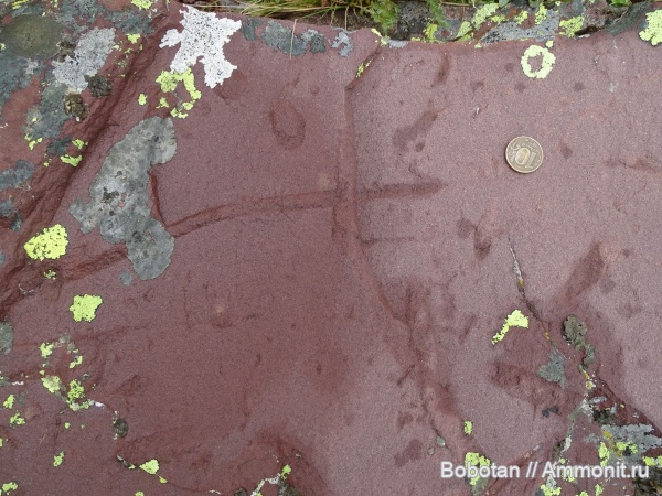 пермь, ихнофоссилии