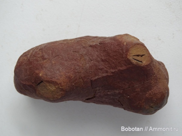 пермь, ихнофоссилии