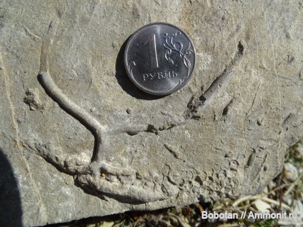 мел, мезозой, ихнофоссилии, Paleodictyon