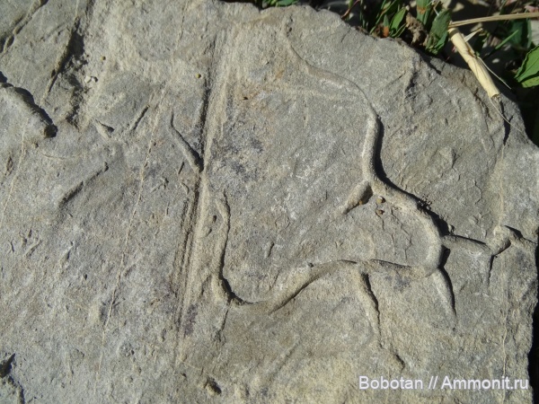 мел, мезозой, ихнофоссилии, Paleodictyon