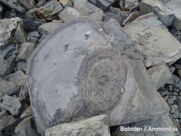 мел, мезозой, ихнофоссилии, Rhizocorallium