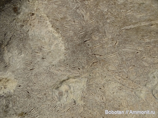 фораминиферы, Nummulites