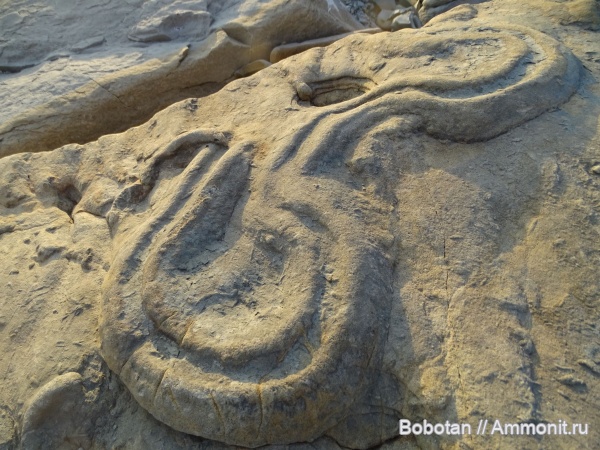 нижний мел, ихнофоссилии, Scolicia