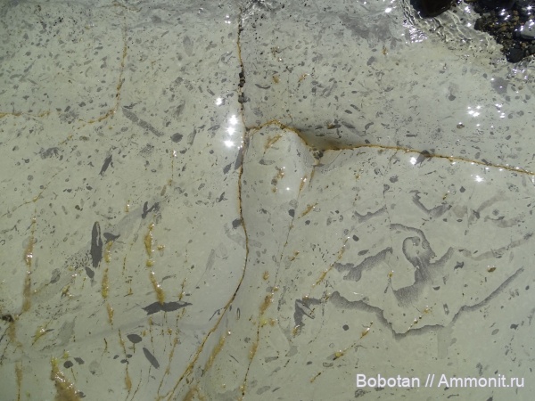 нижний мел, ихнофоссилии, Zoophycos, Ophiomorpha