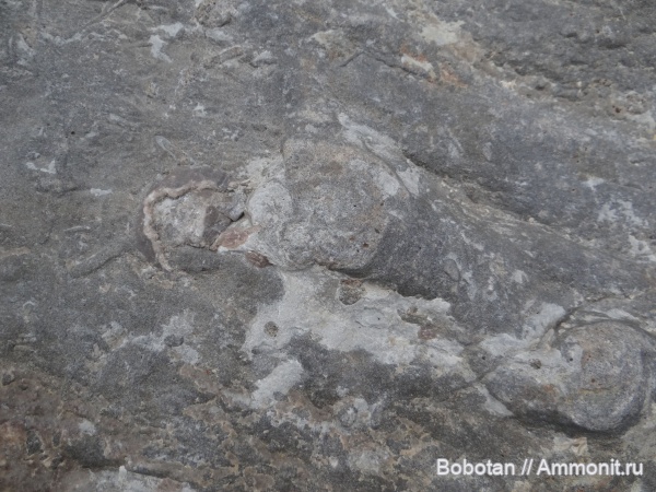 нижний мел, ихнофоссилии, Inoceramus