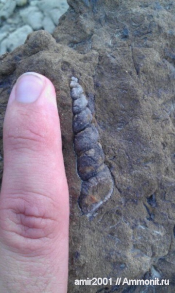 гастроподы, моллюски, палеоген, Иран