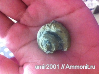 гастроподы, моллюски, палеоген, Иран