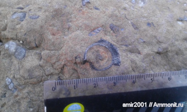 гастроподы, моллюски, палеоген, Иран