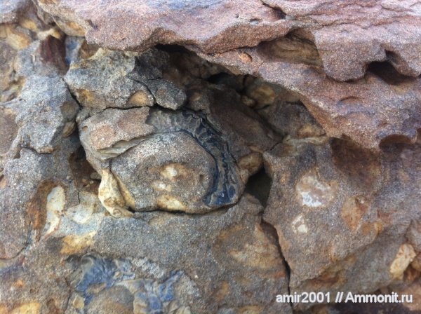 моллюски, палеоген, двустворки, Иран