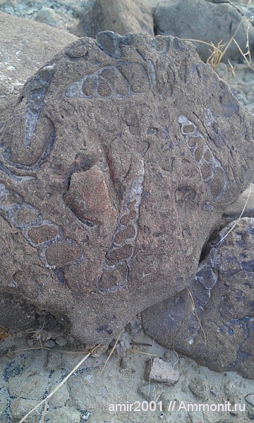 гастроподы, моллюски, палеоген, Иран