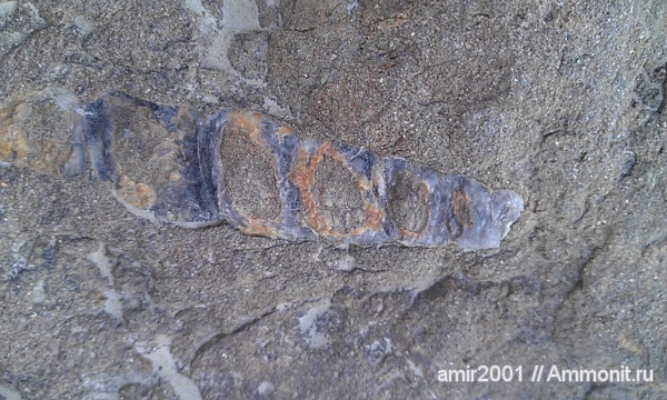 гастроподы, моллюски, палеоген, Иран