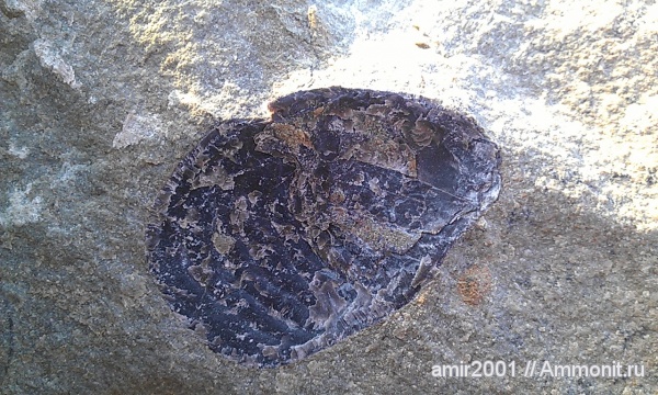моллюски, палеоген, двустворки, Иран