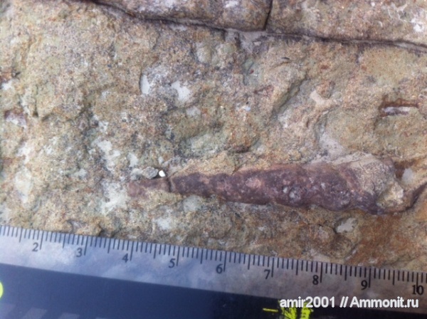 гастроподы, моллюски, палеоген, Иран