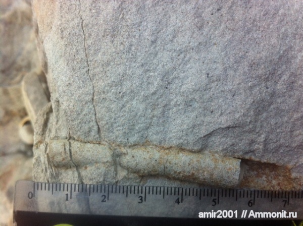 ихнофоссилии, Иран