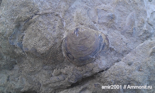 моллюски, двустворчатые моллюски, Veneroida, Иран