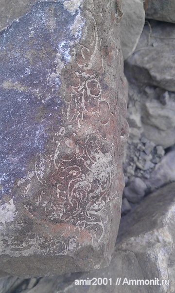 гастроподы, моллюски, палеоарт, Иран