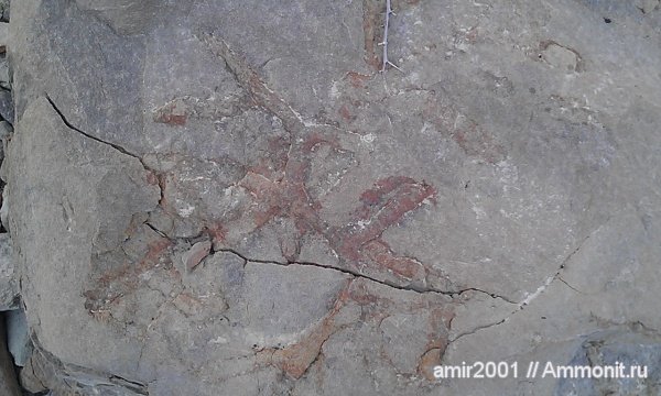 ихнофоссилии, Ophiomorpha, Иран