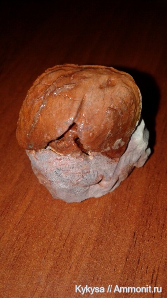 брахиоподы, ордовик