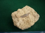 Часть скелета девонской рыбы