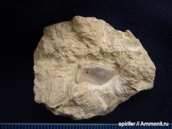 девон, рыбы, орловская обл