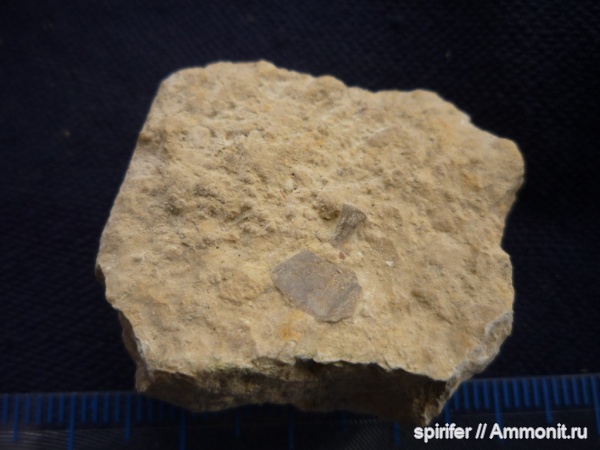 девон, рыбы, орловская обл