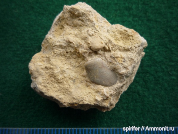 девон, рыбы, орловская обл