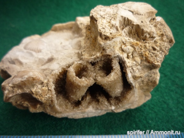 брахиоподы, девон, орловская обл