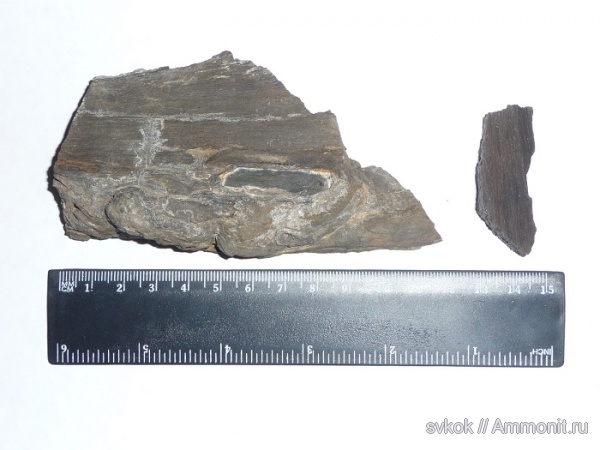 Окаменевшее дерево