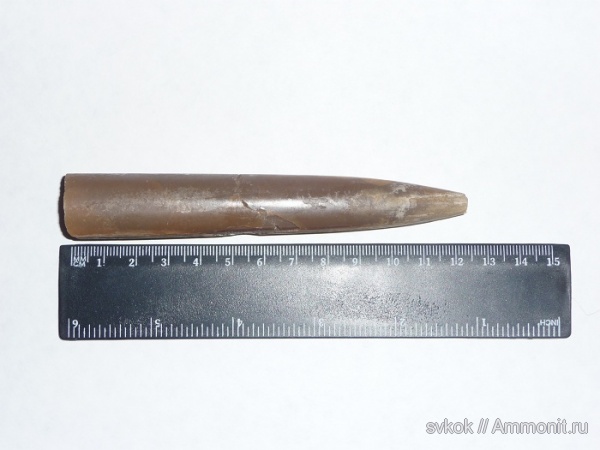 Гжельский белемнит