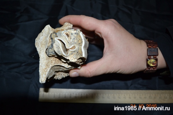 Помогите определить палеонтологические находки Адамовского района Оренбургской области