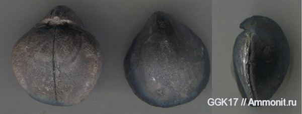 брахиоподы