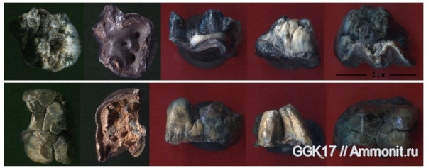 зубы, Стойленский ГОК