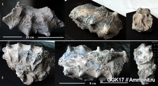 аммониты, Стойленский карьер, Старый Оскол