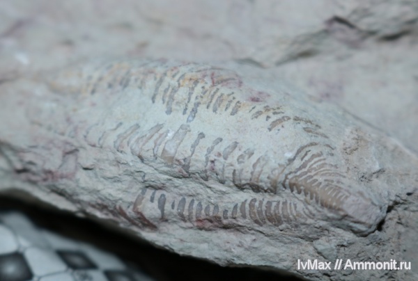трилобиты, ордовик, Cybele, Cybele panderi, Волхов