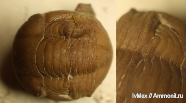 трилобиты, Illaenus, прижизненные повреждения, Волхов, sinuatus