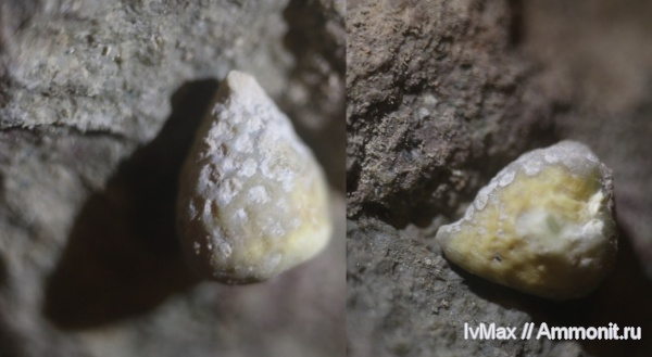 иглокожие, ордовик, Путилово, Bolboporites