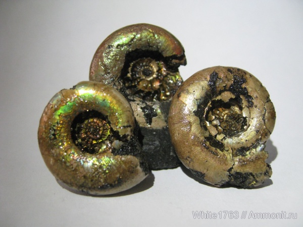 аммониты, Kachpurites, Kachpurites fulgens, Филевский парк, Ammonites, Volgian