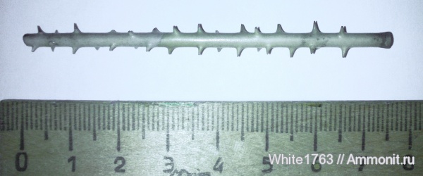 морские ежи, юра, Rhabdocidaris, Rhabdocidaris spinigera, Филевский парк, Jurassic