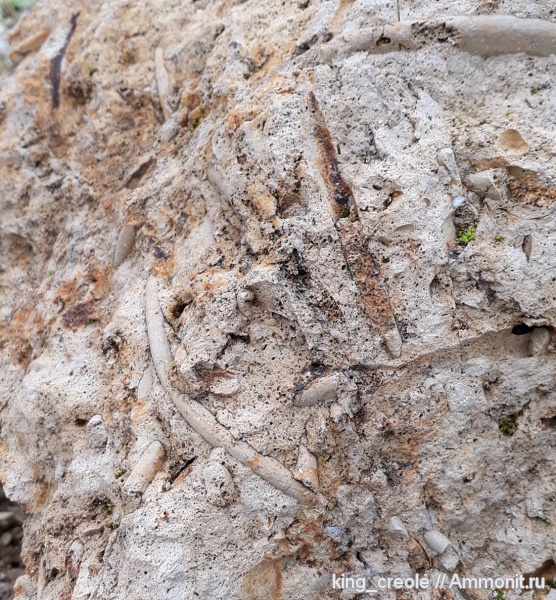 лопатоногие моллюски, Марий Эл