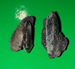 Филёвские аммониты