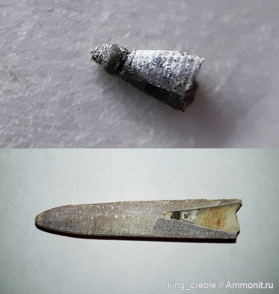 белемниты, протоконх