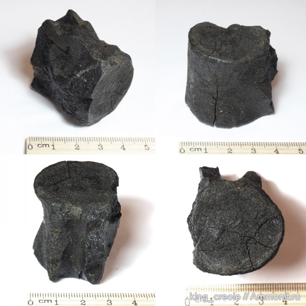 Москва, плезиозавры, волжский ярус, верхняя юра, Volgian, Upper Jurassic