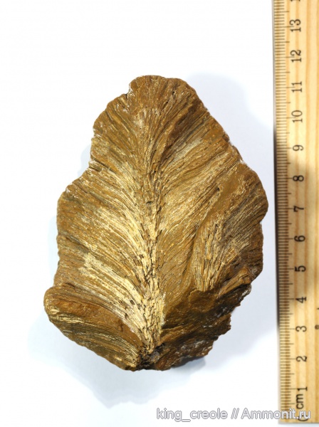 карбон, губки, Москва, Chaetetes