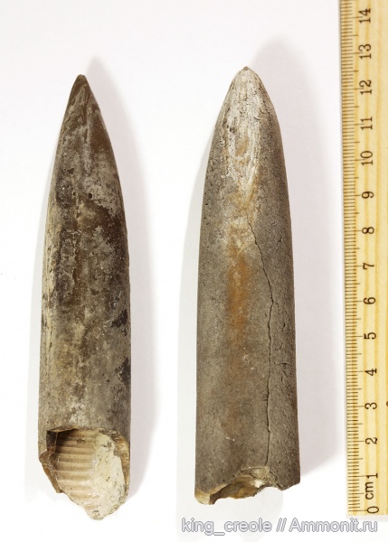 белемниты, моллюски, головоногие моллюски, Pachyteuthis, беспозвоночные, колеоидеи