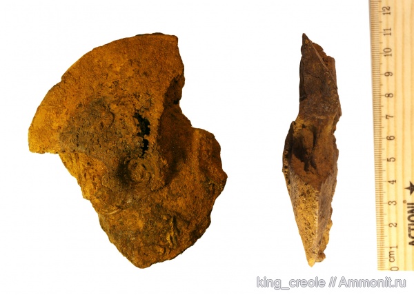 Garniericeras, Garniericeras subclypeiforme, зона Craspedites nodiger