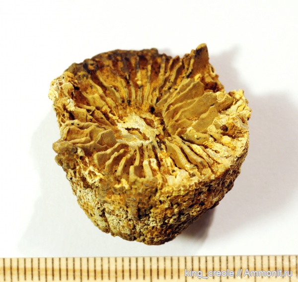 Gshelia, Gshelia rouilleri