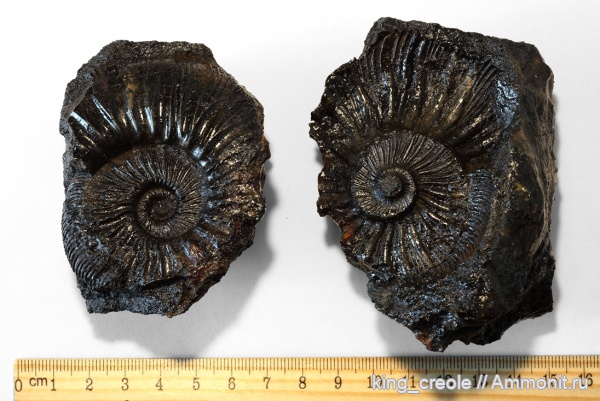 Zaraiskites, Zaraiskites zarajskensis, Virgatitidae