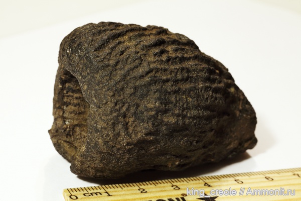 губки, юрский период, Sphenaulax, Jurassic