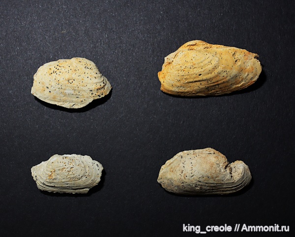 пермь, двустворчатые моллюски, Марий Эл, Palaeomutela пермь, двустворчатые моллюски, Марий Эл, Palaeomutela